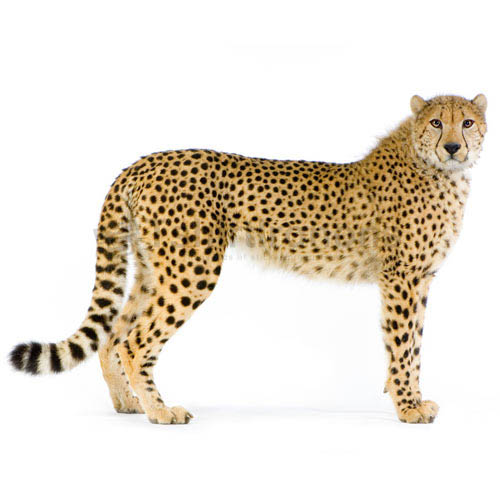 Cheetah T-shirts Iron On Transfers N5378